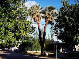 Image result for Wiesneria filifolia