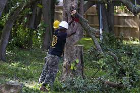 We Can Save Your Yard From Fallen Trees Old Stumps And Untamed Trees Give Us A Call To Get Your Free Estimate Tree Service Tree Removal Service Tree Removal