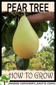 Pear trees start from seeds. Pear Tree How To Grow Care