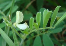 Image result for Tephrosia pumila