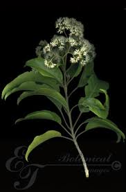 Image result for Nuxia floribunda