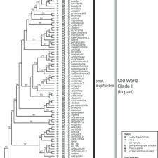 Image result for Euphorbia pseudopetiolata