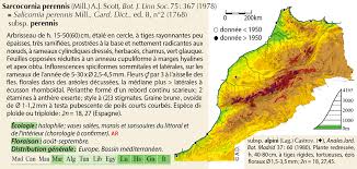 Image result for Sarcocornia decumbens