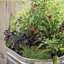 Maybe you would like to learn more about one of these? Single Container Vegetable Garden Container Gardening Vegetables Vegetable Garden Design Veggie Garden