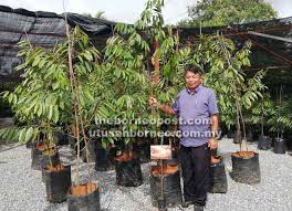 Berbeda dengan durian lokal lainnya yang bijinya cukup besar. Seminar Penanaman Durian Musang King Jumaat Ini Utusan Borneo Online