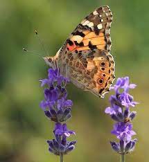 Haz Click Aqui Para Darnos Un Me Gusta En Facebook Gracias Ver Mas Fotos De Mariposas Compartir En Twitter Compar Fotos De Mariposas Mariposas Fotos