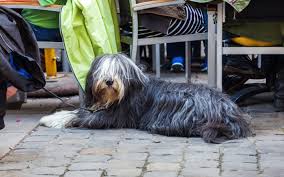 Many holiday parks are pet friendly, so you can enjoy a holiday with your canine pal. Pet Friendly Places In Dubai Restaurants Hotels And Parks Mybayut