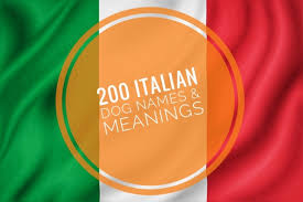 This is why we at animalwised might just have the. Italian Dog Names With Meanings 200 Perfezionare Bellissimo Names My Pet S Name