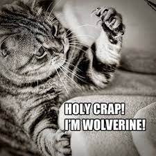 Funny Animals Funny Cats Crazy Cats