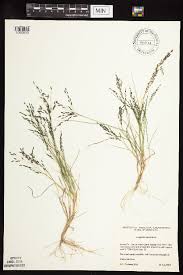 Image result for Eragrostis botryodes