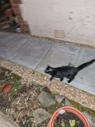 Clackmannanshire lost & found animals 🐶🐱