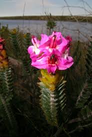 Image result for Penaeaceae