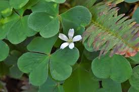Image result for Oxalis oligotricha