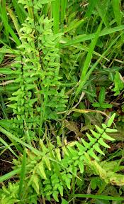 Image result for Cheilanthes viridis