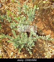 Image result for Antizoma angustifolia