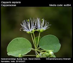 Image result for Capparis citrifolia