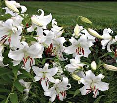 Target.com has been visited by 1m+ users in the past month Lilies Lily Flower Bulbs Types Of Lilies White Flower Farm