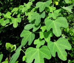 Image result for Adenia gummifera