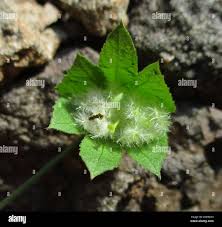 Image result for Dalechampia capensis