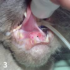 What kinds of cancer do cats get? Top 5 Feline Oral Health Concerns Clinician S Brief