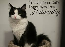 He got that name because when he first came to us, he was a bum. Natural Treatment For Hyperthyroidism In Cats Pethelpful By Fellow Animal Lovers And Experts