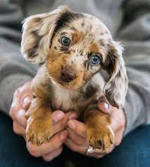 Pin By Veronika Kvetova On Pets Cute Dogs Images Cute Baby Animals Cute Animals