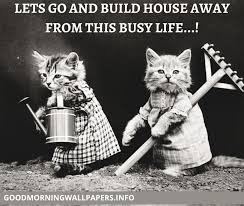 Good Morning Cat Images 2022 Beautiful Kitten Wallpaper Pictures