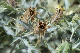 Image result for Argemone ochroleuca