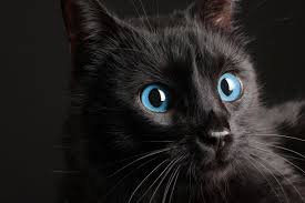 * ubat mata jenis titis air tidak disarankan kerana kelopak mata kucing akan kembang dan pucat dan. 7 Rekomendasi Obat Mata Terbaik Untuk Kucing Bukareview