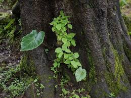 Image result for Remusatia