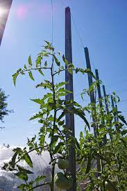 See full list on wikihow.com How To String Train Tomatoes New Way To Stake Tomatoes