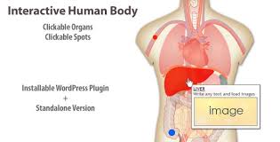 Internal organs diagram this brief article displays internal organs diagram. Interactive Human Body Organs Diagram By Art101 Codecanyon