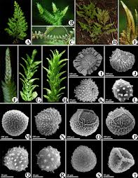Image result for Selaginella dregei