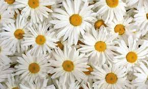 Greek name meaning flower. in mythology, this is the name of a goddess of flowers bláithín: 100 Types Of The Most Beautiful White Flowers For Your Garden Home And Gardens