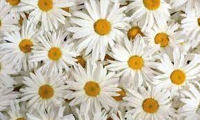 Check spelling or type a new query. 100 Types Of The Most Beautiful White Flowers For Your Garden Home And Gardens