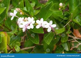 Image result for Volkameria