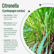 Image result for Cymbopogon nardus
