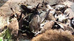 Uttarakhand becomes 10th state to confirm bird flu case. 16 Maharashtra Districts Report Bird Deaths Culling Begins In Latur Cities News The Indian Express
