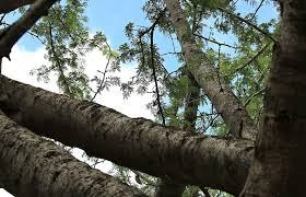 Image result for Albizia forbesii