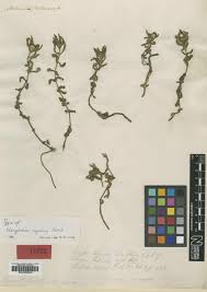 Image result for Enydra