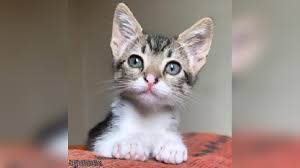 Lo maté , lo metí en un talego me lo lleve a cien kilómetros de la casa allí lo solté. Dia Del Gato Por Que Celebramos A Los Felinos Tres Veces Al Ano Rpp Noticias