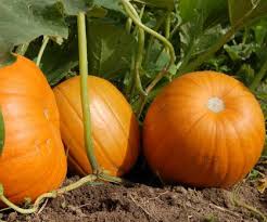Image result for Cucurbita