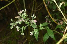 Image result for Eschenbachia