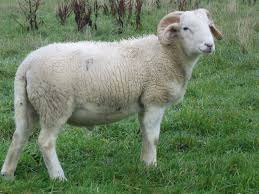 Wiltshire Horn Sheep Barnyard Animals Sheep Farm Sheep