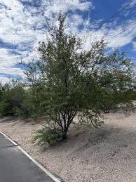 Image result for Acacia