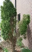 The weight of it bends the fl. To Burlap Or Not To Burlap That Is The Question Down 2 Earth Down 2 Earth