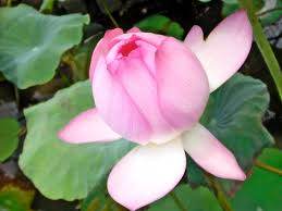 Macau S National Flower The Lotus Nelumbo Nucifer Comes From An Aquatic Perennial Plant And Is Commonly Cultivated Flowers Showy Flowers Beautiful Flowers