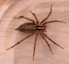 We did not find results for: Funnel Weaver Spider Bugwoodwiki