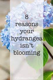 Why Are My Hydrangeas Not Blooming Hydrangea Not Blooming Shade Loving Shrubs Bloom