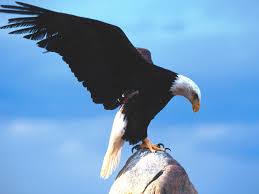 Animals Lover The Bald Eagle Beautiful Bird Interesting Facts Kartal